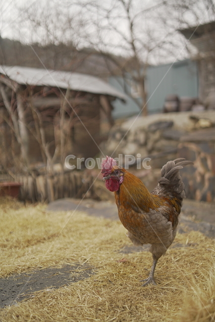 외발,닭,동물,생명,고난,동물,animal,조류,새,birds