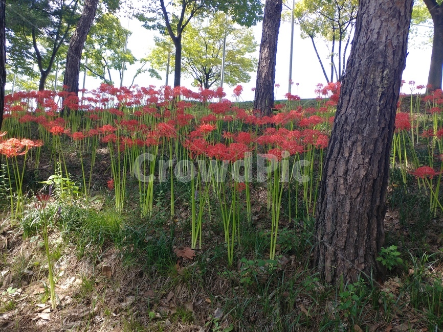 상사화,붉은,나무,꽃,식물,식물,자연,plants,nature,꽃,flower