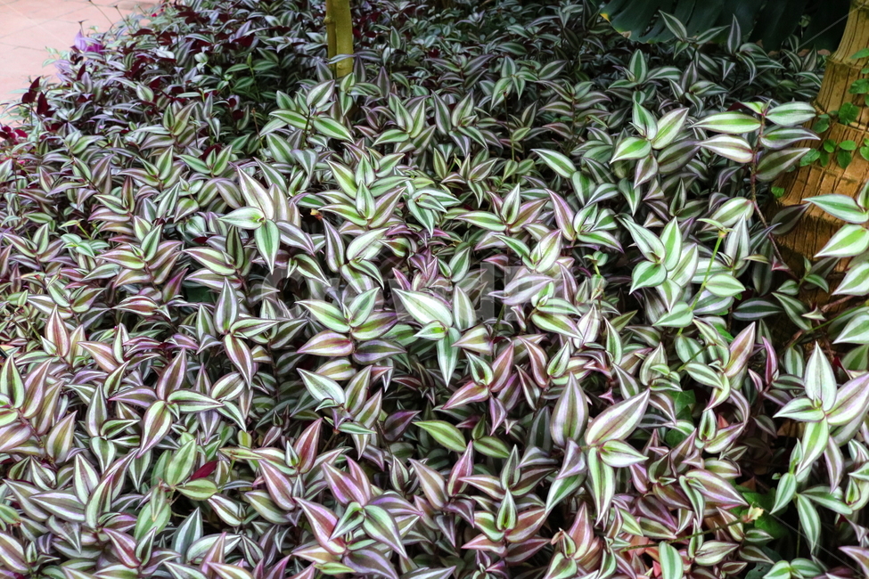 달개비,얼룩자주달개비,닭의장풀과,식물,열대식물,자연,식물원,식물,자연,plants,nature