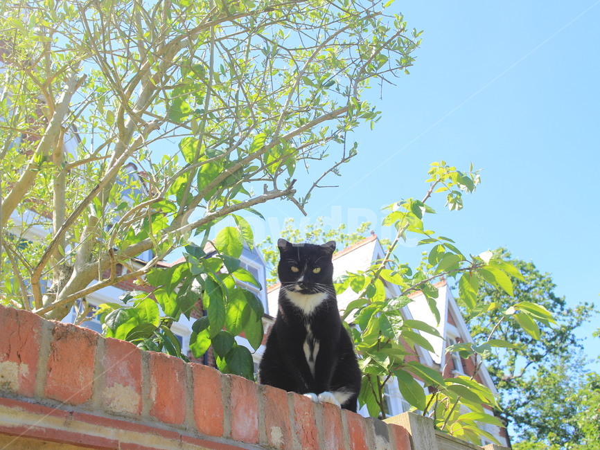 풍경,고양이,검은고양이,나무,동물,animal,동물,animal,포유류,mammal,고양이,cat,kitten,kitty