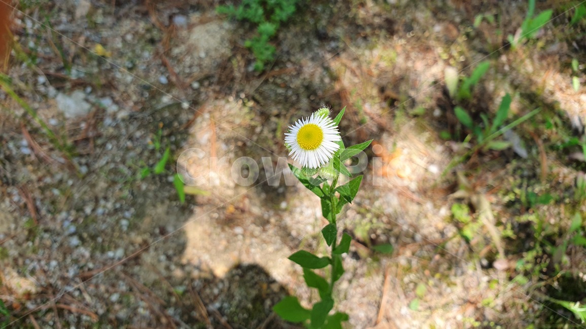 꽃,하얀꽃,사랑,대지,땅,봄,여름,가을,겨울,초록,식물,love,flower