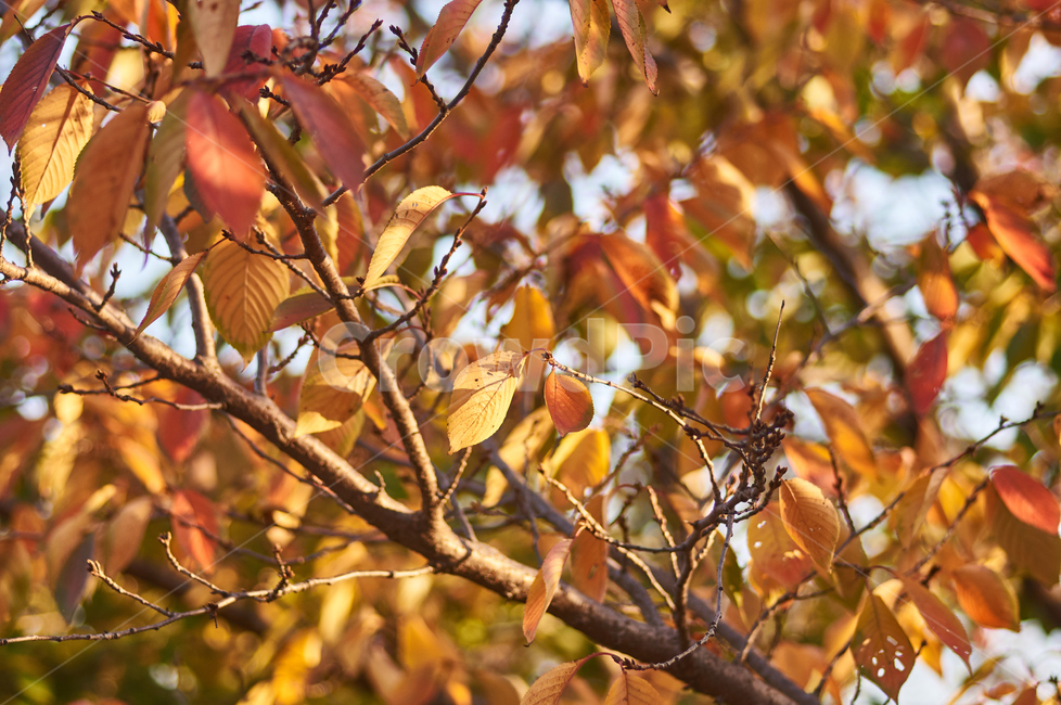 가을,나무,단풍,자연,공원,가을,계절,fall,autumn,season,leaf,잎,plant,식물