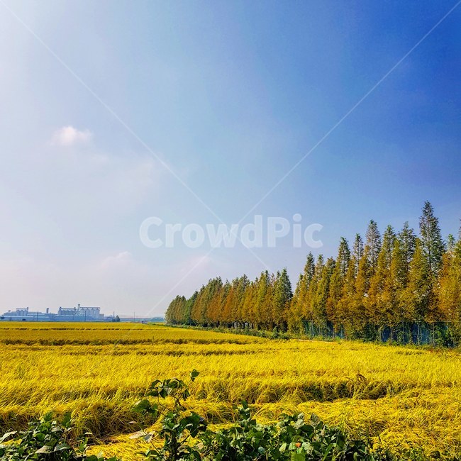 outdoors,옥외,grassland,field,들,nature,자연,countryside,한지방,meadow,목초지,rural,농촌,farm,농장,자연,풍경,nature,landscape
