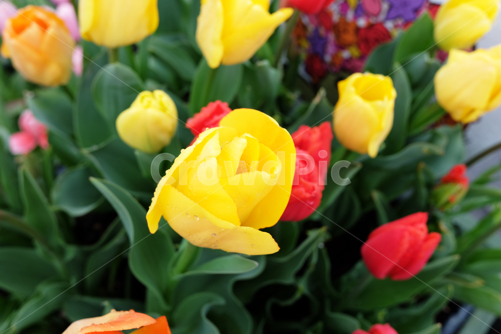 plant,식물,blossom,꽃,flower,튤립,꽃봉오리,노란꽃