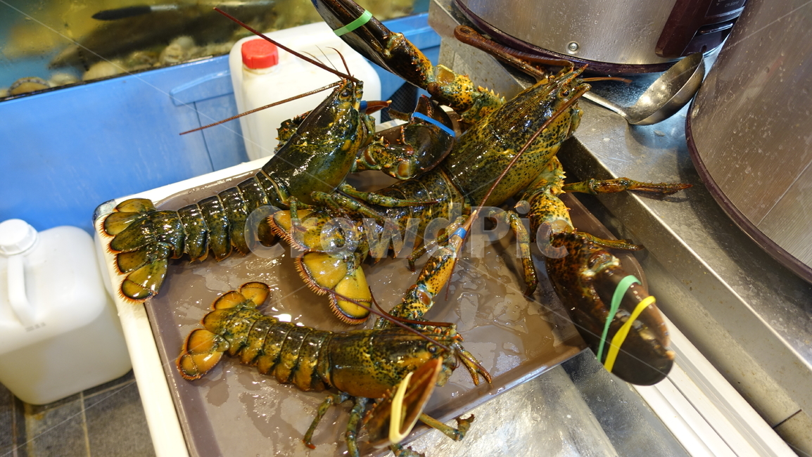 음식,식사,dish,food,meal,lobstar,랍스타,가재,바닷가재,바다가재,seafood,해물,해양생물,동물,animal