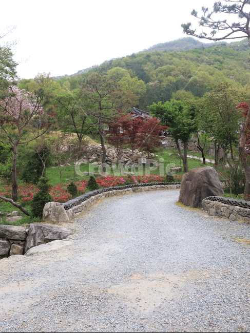 산책길,소나무,잣나무,벚꽃나무,조약돌