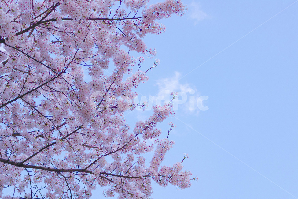 봄,벚꽃,봄감성,꽃놀이,꽃,사쿠라,sakura,봄,계절,spring,season,식물,자연,plants,nature,꽃,flower,plant,blossom,cherry blossom