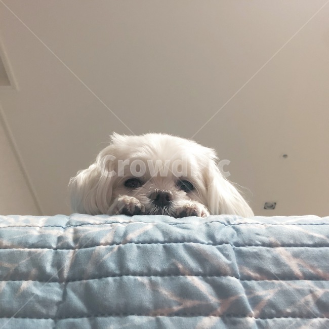 반려견,반려동물,강아지,개,애완견,애완동물,애견,per,dog,puppy,동물,animal,포유류,mammal,개,강아지,dog,doggy
