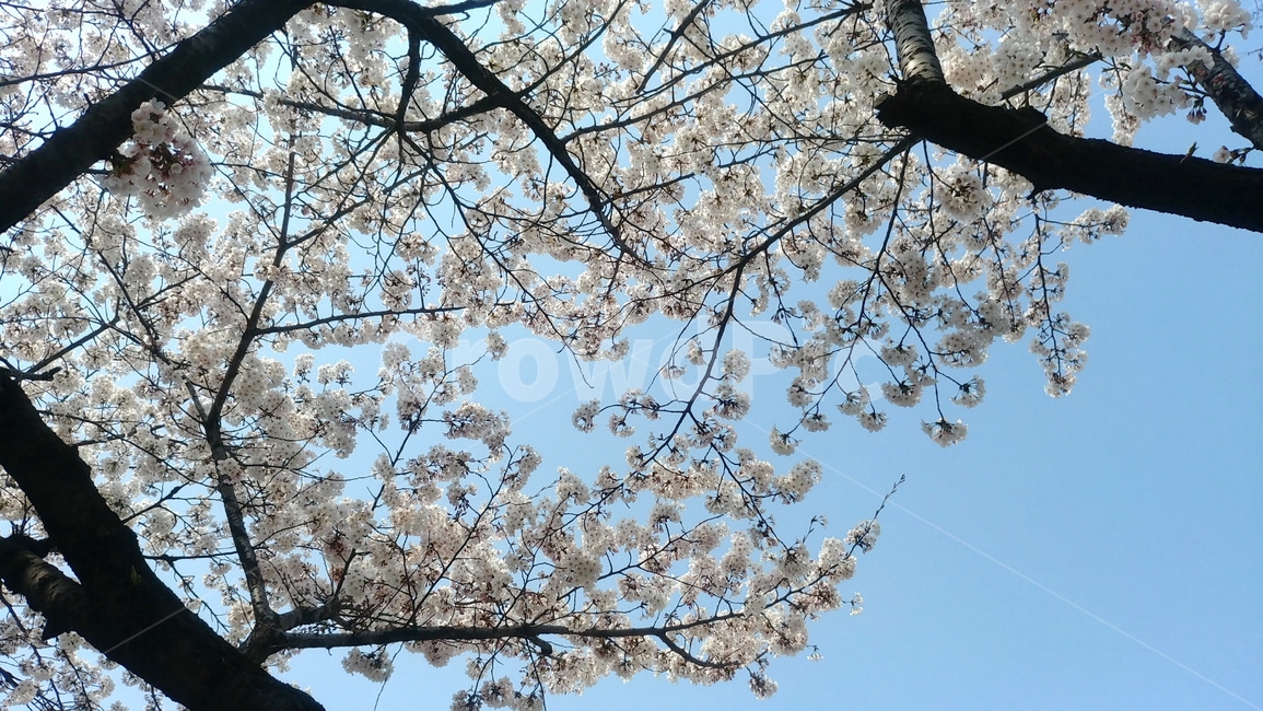 벚꽃,벚꽃나무,나무,봄,만개