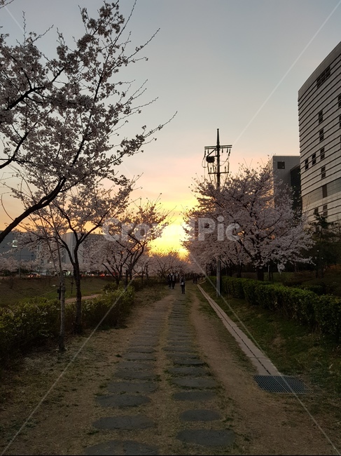 벚꽃,식물,산책,봄,벚꽃길,노을