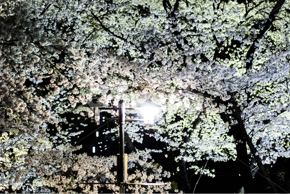 벚꽃,blossom,flower,꽃,plant,식물,cherryblossom