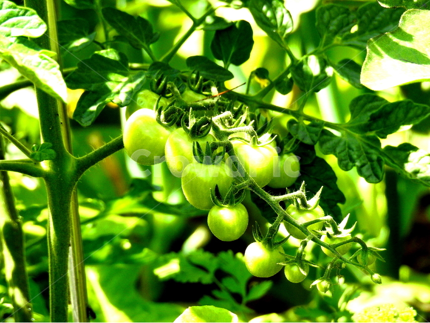 식물,채소,토마토,풍경,야채류,식물,자연,plants,nature,채소,야채,vegetables