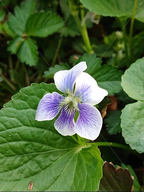 plant,식물,blossom,꽃,flower,식물,자연,plants,nature,꽃,flower