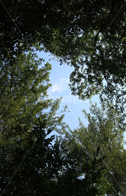 나무,자연,하트,하트모양,숲,자연,풍경,nature,landscape,tree,plant,식물
