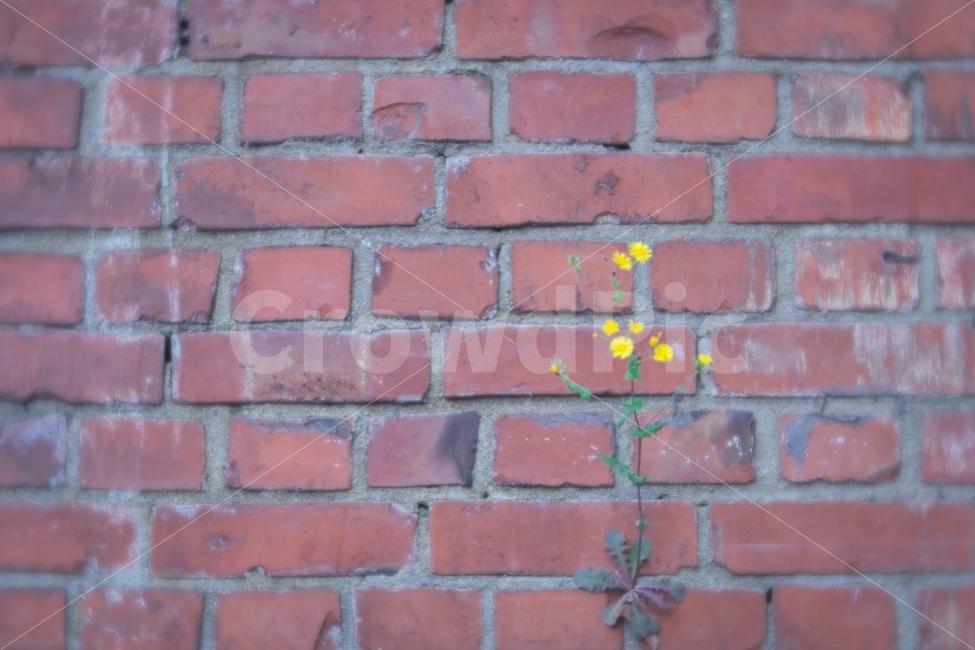 꽃,flower,자연,풍경,벽돌,감성,식물,자연,plants,nature,꽃,flower