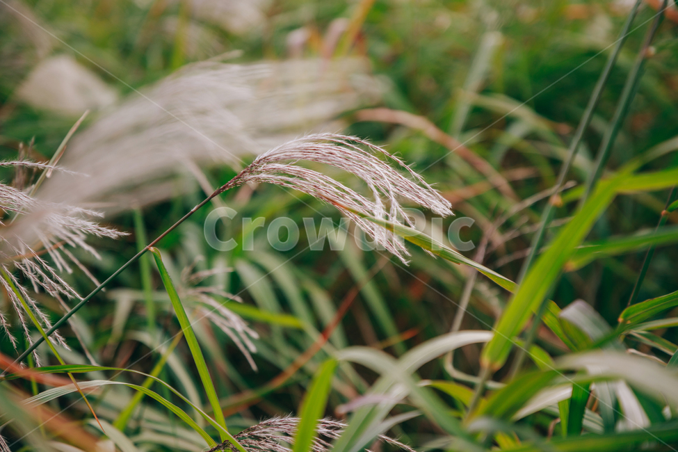 갈대,가을,식물,자연,초록,억새,가을,계절,fall,autumn,season,식물,자연,plants,nature,grass,잔디,plant,lawn