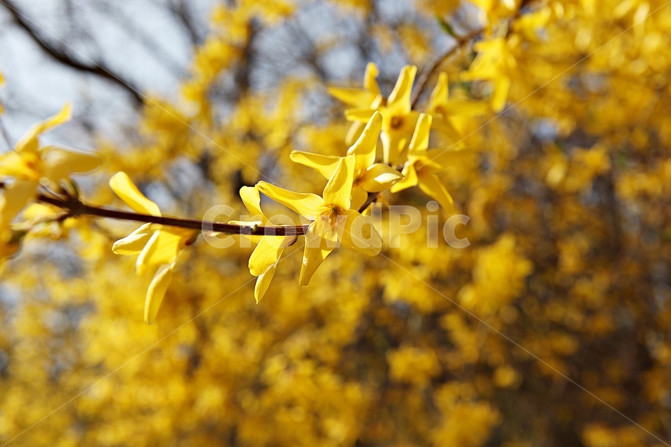 개나리,개나리꽃,꽃,봄꽃,노란꽃,봄,식물,자연,공원,식물,자연,plants,nature,꽃,flower