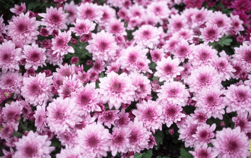국화,소국,꽃,가을꽃,가을,식물,자연,plants,nature,꽃,flower