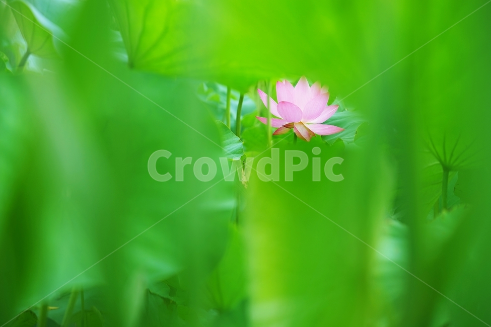 연꽃,꽃,분홍꽃,불교,자비,식물,자연,plants,nature,꽃,flower