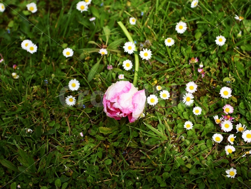 꽃,자연,장미,봄,싱그러움,식물,자연,plants,nature,꽃,flower