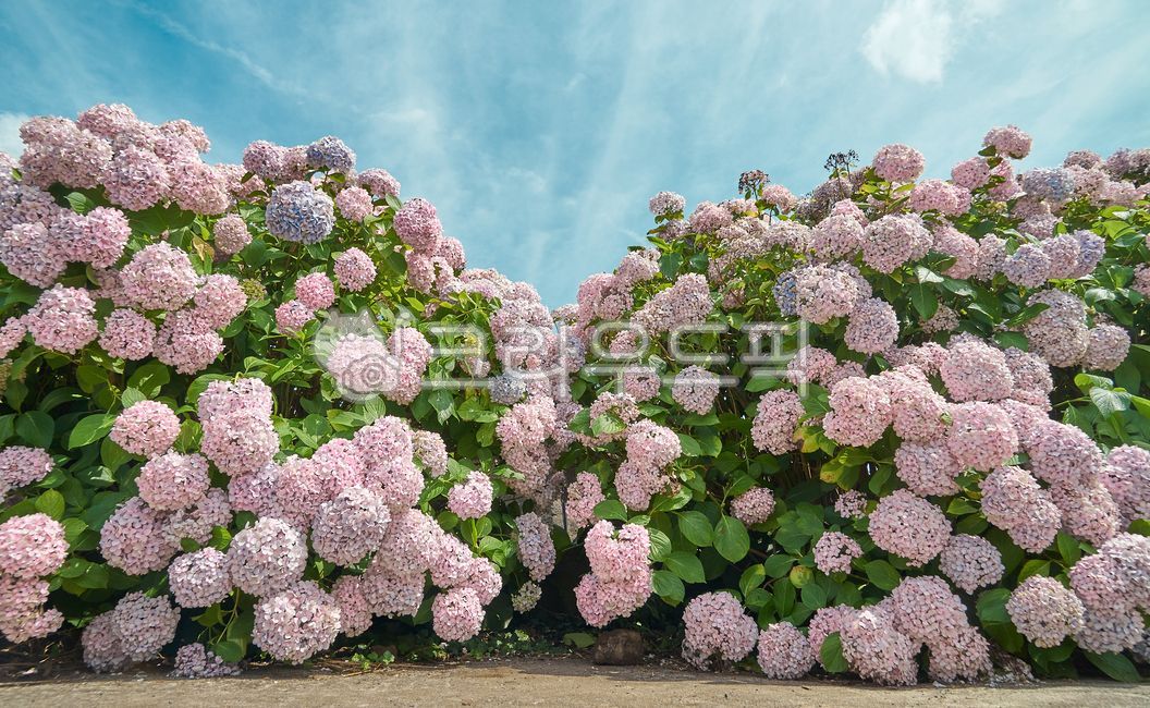 꽃,정원,flower,수국,수국꽃,수국밭,제주,제주도,제주수국