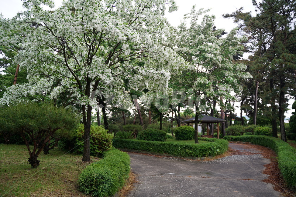 이팝나무,가로수,물푸레나무,니암나무,뻣나무,산책로