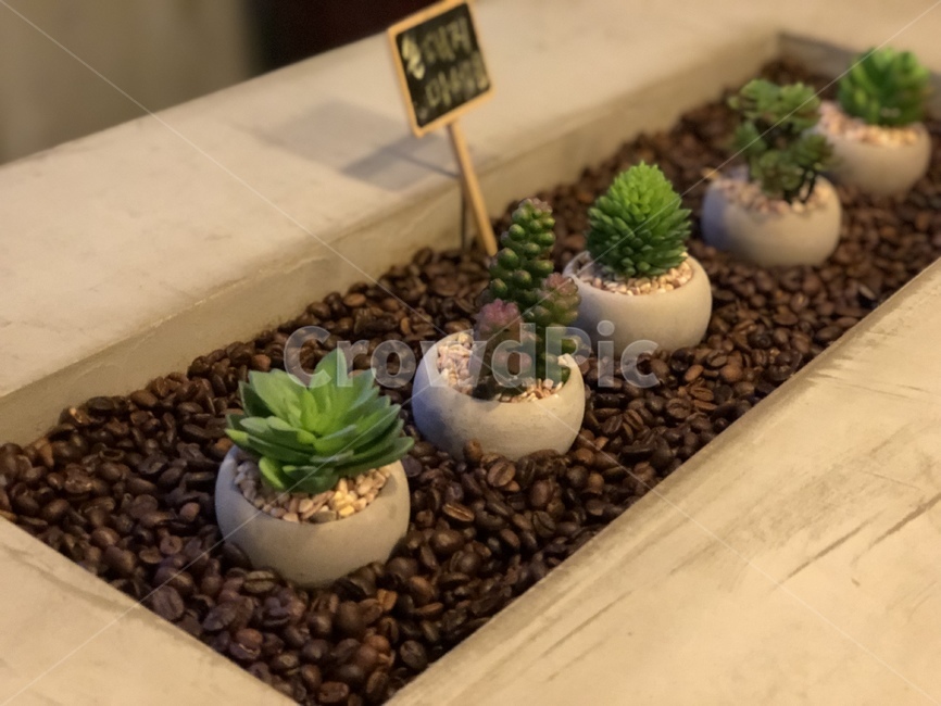 식물,미니식물,작음,귀여움,화초,화분,돌,초록색,실내용화초,화분,화초,house plant