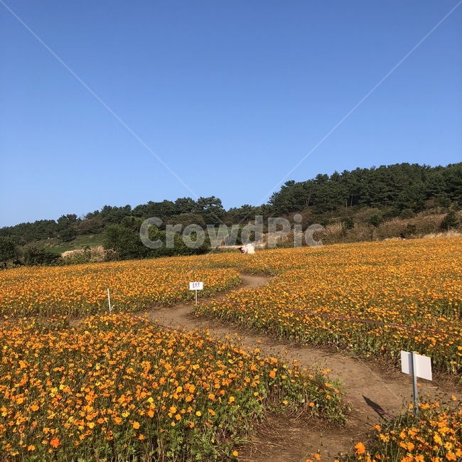 제주,꽃,코스모스,자연,풍경