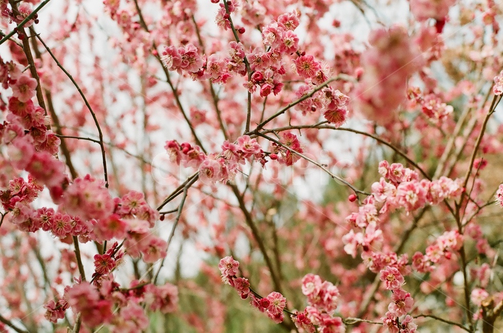 매화,홍매화,봄꽃,매화꽃,매실나무꽃,봄감성,봄꽃나무,봄,계절,spring,season,식물,자연,plants,nature,꽃,flower,plant,blossom