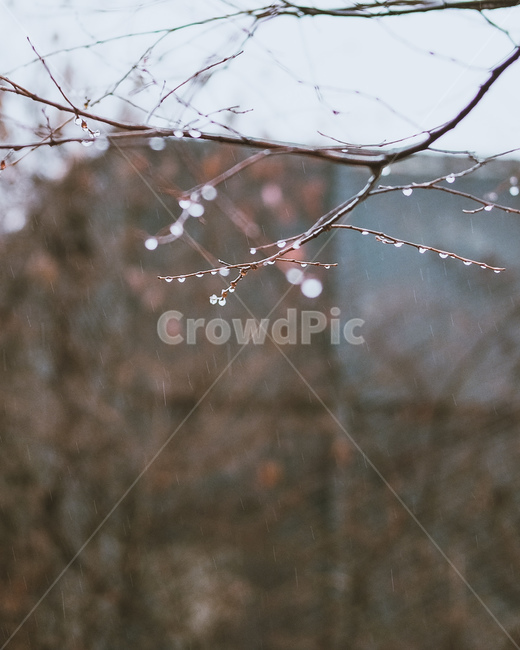 비,물방울,나뭇가지,rain,감성,빗방울,tree,겨울,winter,흐린날,feeling,겨울,계절,winter,season,식물,자연,plants,nature,나무,trees,wood,감성,sensible,feeling,비,비오는날,rain,rainy