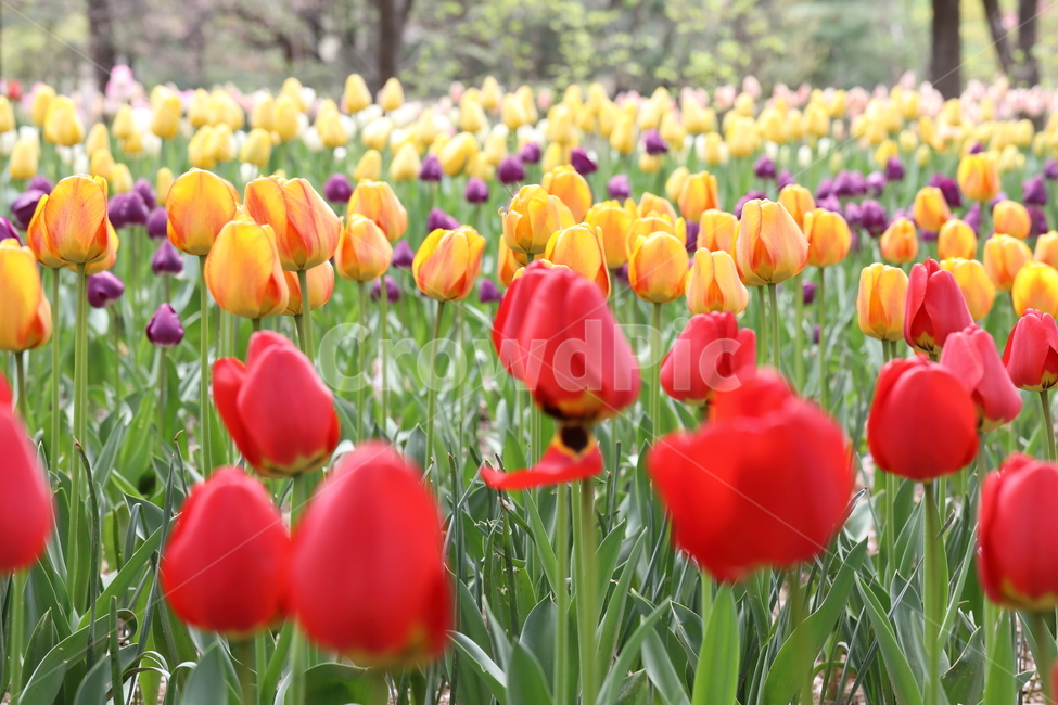 꽃,튤립,봄,공원,자연,계절,색깔,꽃밭,풍경,flowers,tulips,spring,park,field,season,colors,colorful,landscape,nature,봄,계절,spring,season,식물,자연,plants,nature,꽃,flower,plant