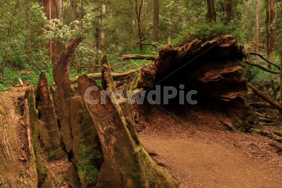 나무,숲,tree,forest,자연,nature,부러진나무,brokentree,큰나무,환경,landscape,식물,자연,plants,nature,나무,trees,wood