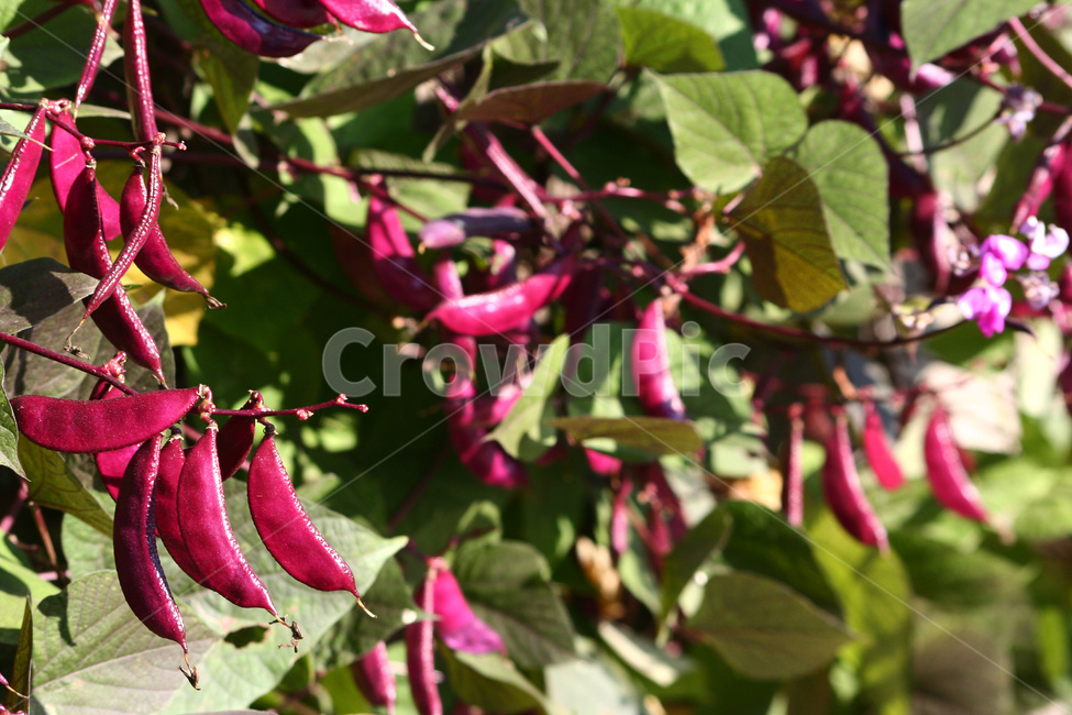 콩,채소,콩재배,콩농사,농작물,식물,자연,plants,nature