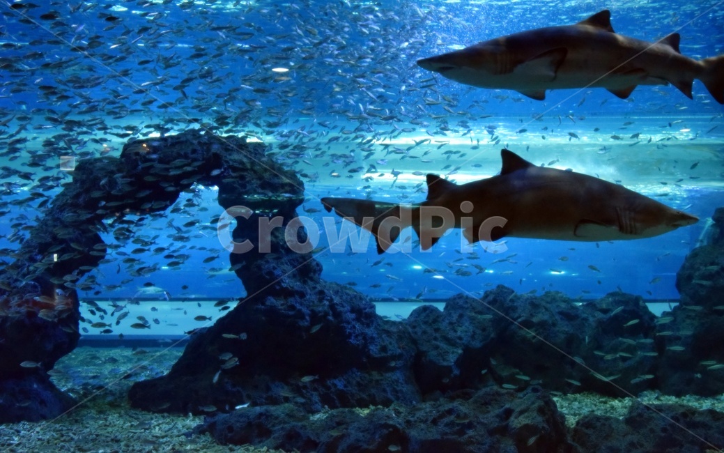 수족관,상어,물고기,아쿠아리움,aquarium,물,동물,animal