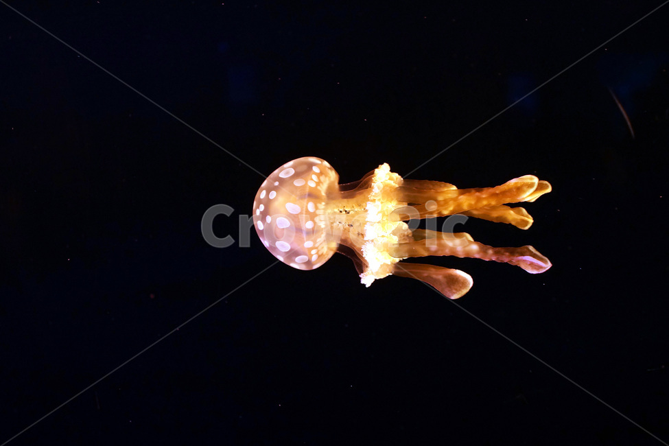 해파리,수족관,아쿠아,물,유리,jellyfish,aquarium,aqua,water,glass