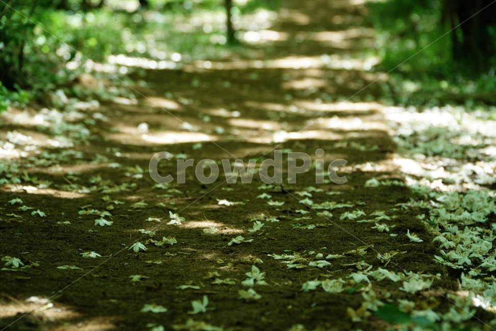 흙길,산길,꽃길,산책,그늘,여름,길,자연,풍경,nature,landscape,plant,식물