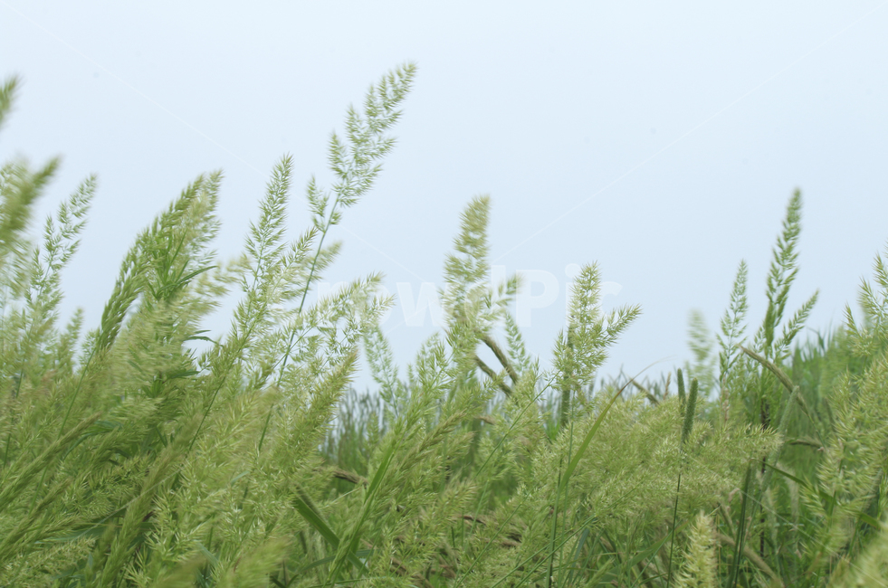 식물,grass,sky,farm,field,leaf,들판,잎,갈대,green,nature,초록