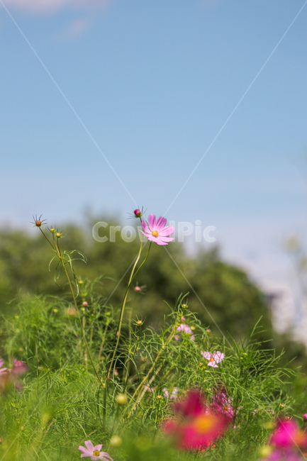 식물,꽃,코스모스,가을,plant,blossom,flower,식물,자연,plants,nature,꽃,flower