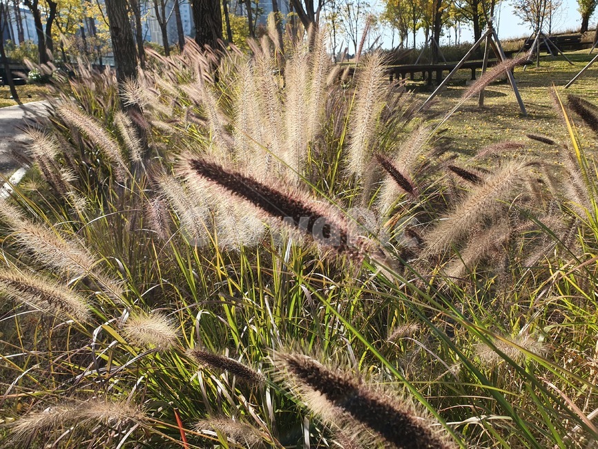 grass,plant,식물,lawn,잔디,갈대,갈색,brown,가을,계절,fall,autumn,season,식물,자연,plants,nature