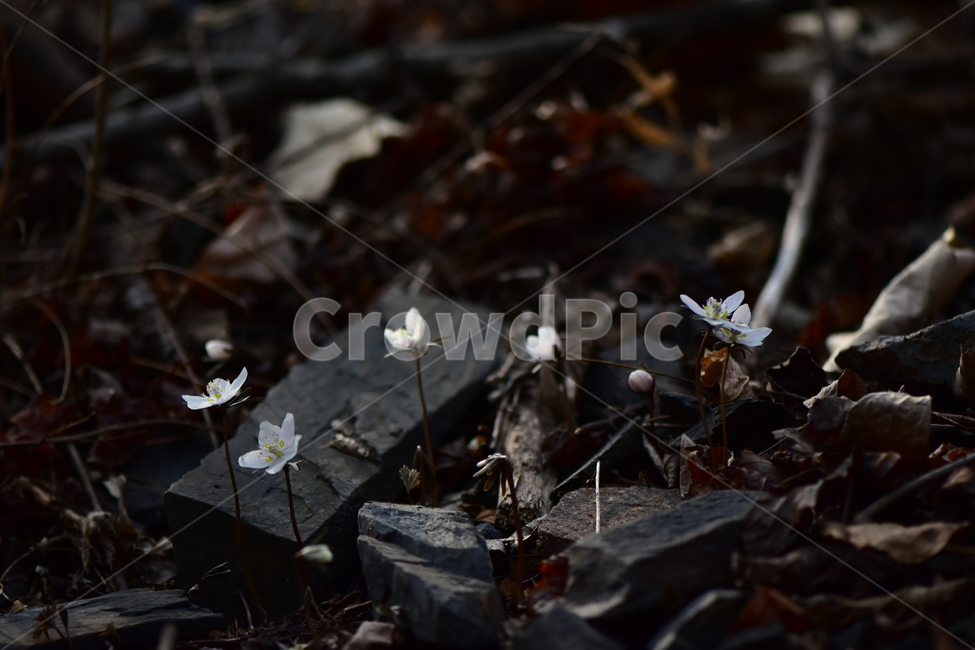 변산바람꽃,야생화,봄,꽃,흰색,자연,식물,식생,봄의전령사,풀꽃,미나리아재비과,plants,nature,spring,season,flower,식물,자연,plants,nature,꽃,flower