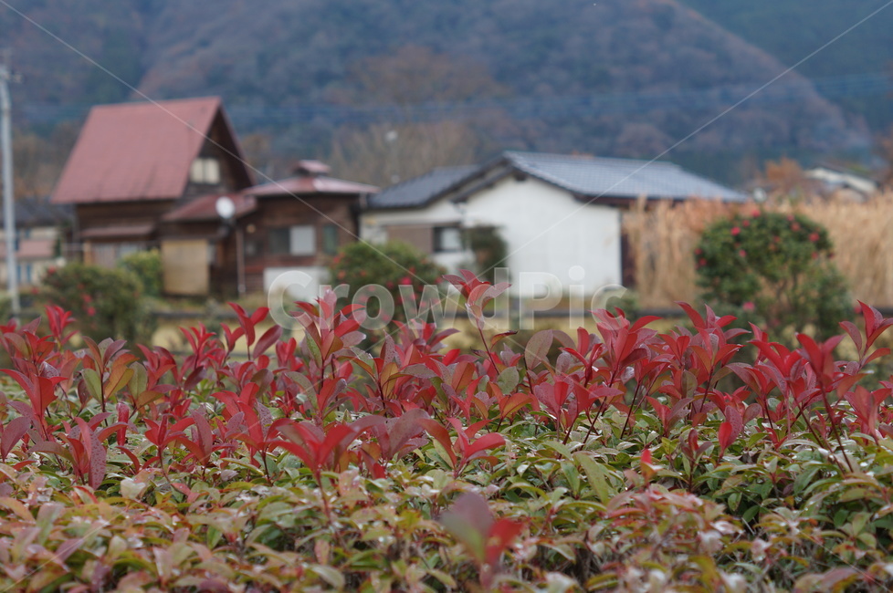 nature,자연,outdoors,옥외,건물,시골,마을,식물,자연,plants,nature