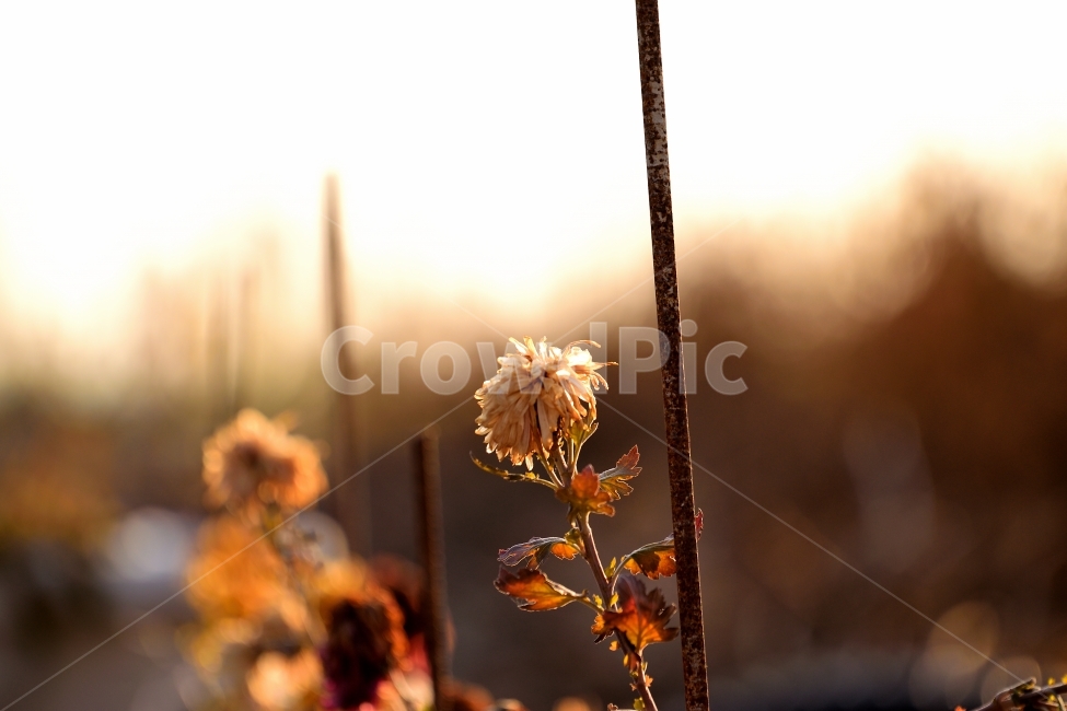 추위,겨울,국화,의지,외로움,식물,자연,plants,nature,꽃,flower