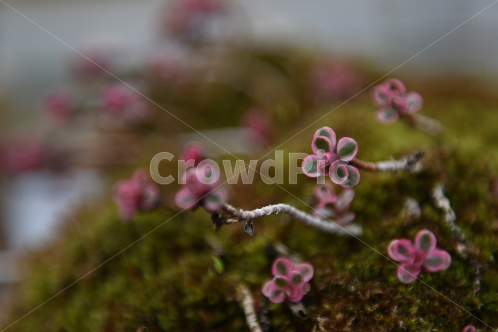 식물,꽃,감성사진,자연,flower,꽃사진,봄,봄꽃,계절,감성,4월,spring,힐링,자연풍경,풍경,봄,계절,spring,season,식물,자연,plants,nature,꽃,flower,plant