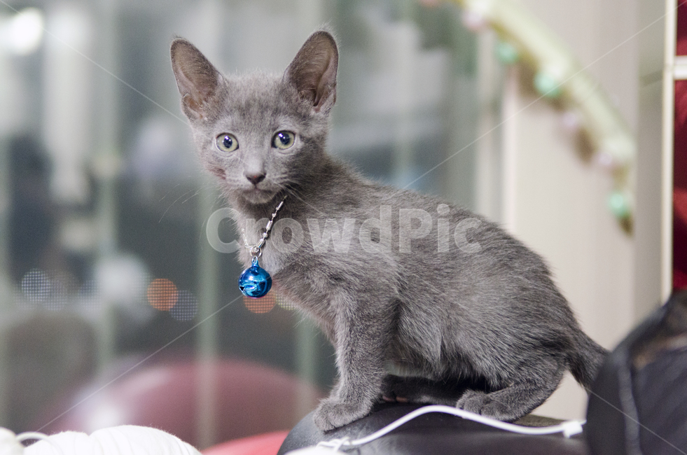 고양이,펫,러시안블루,야옹이,회색,애묘,동물,animal,포유류,mammal,고양이,cat,kitten,kitty