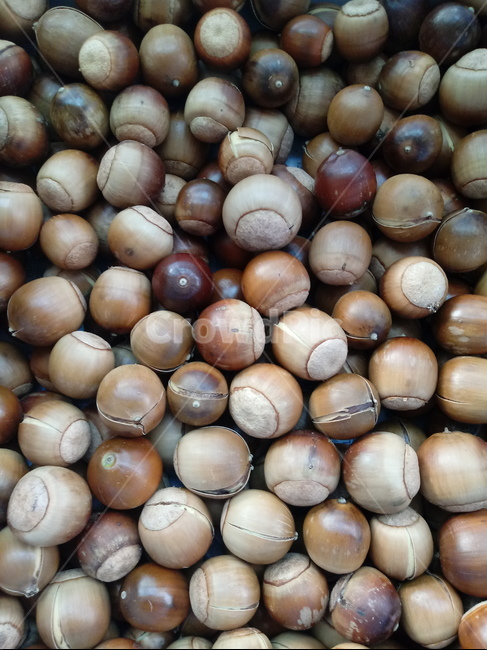 식물,도토리,열매,plant,fruit,과일,열매,fruit