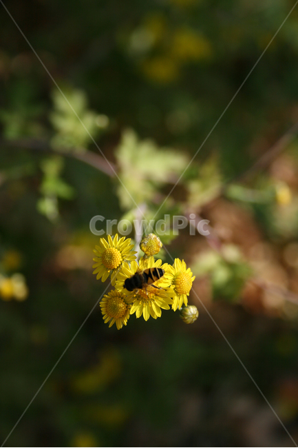 산국,식물,flower,plants,nature,꽃,꽃봉오리,벌,식물,자연,plants,nature,꽃,flower,동물,animal,곤충,벌레,insect,bug