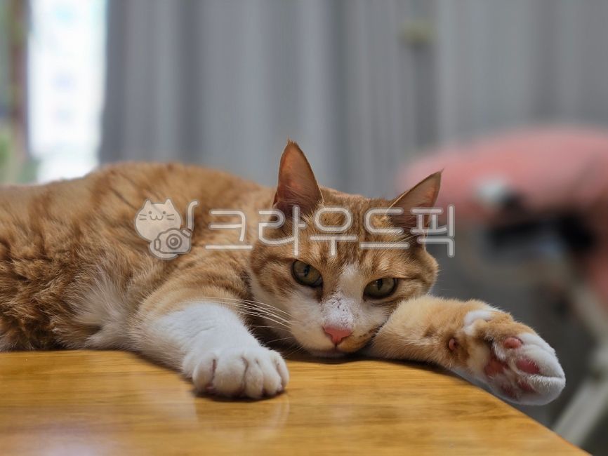 고양이,노란고양이,삼색이,길냥이,길고양이,귀여운,귀여운고양이