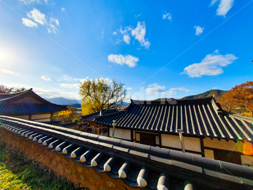 은행나무,나무,하늘,구름,한옥,자연,풍경,한국전통,한국문화,korean traditional,korean culture