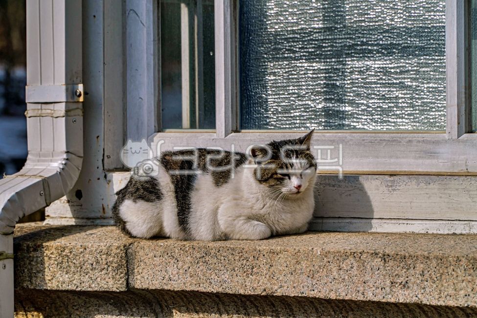 windowframes,alleycat,windowledge,Pets,stray cat,windowsill,mammal,cat,abandoned cat,animal,window,mammalia,window frame,pet