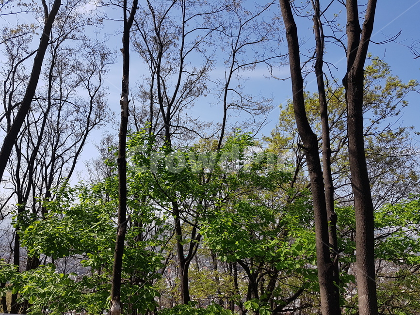 나무,봄,파란하늘,나뭇가지,푸른나무,자연,풍경,nature,landscape,tree,plant,식물,tree trunk,나무 줄기